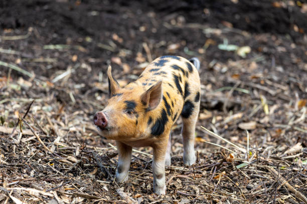 Curious Spotted Pig on a Farm