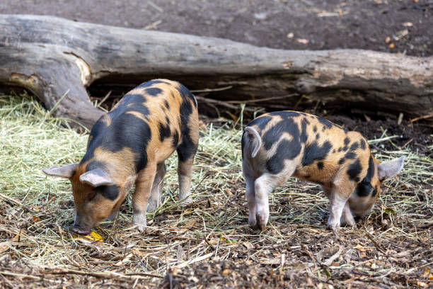 istock Spotted Pigs Foraging in Nature 2169940863