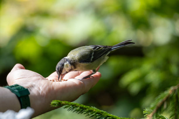 A small bird, possibly a tit, perched on a person's hand, pecking at seeds. The background features blurred green foliage, creating a natural setting. The hand is open and relaxed, indicating a gentle interaction with the bird.