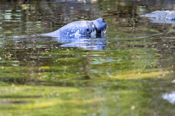 istock Seal Swimming in Serene Waters 2169940965