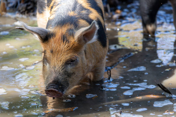 Sideview of Thai pig on farm in Chiang Rai province