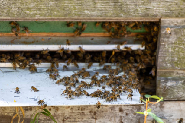 istock Busy Beehive Entrance with Bees 2169941126
