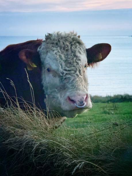 Pedigree Hereford bull with nose ring in a seaside paddock
