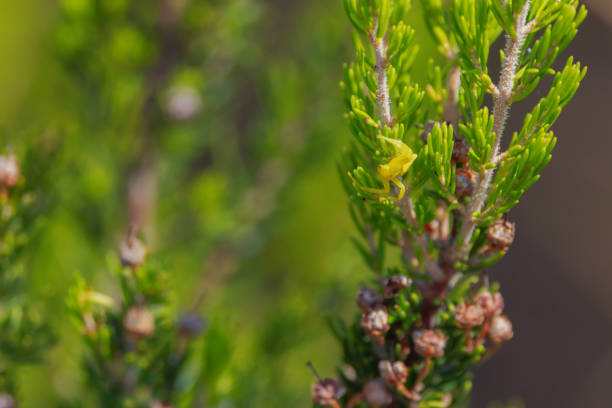 Small yellow spider on a Pine tree, Liguria.