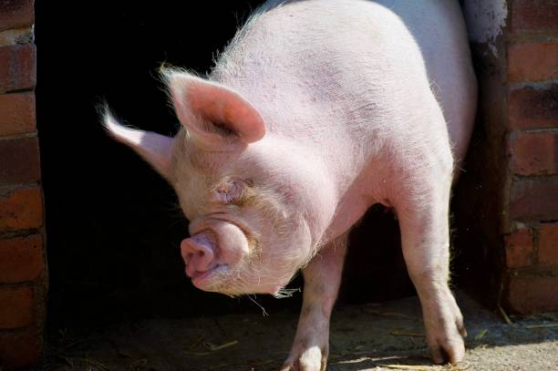 Pink pig sow scratching on a wall