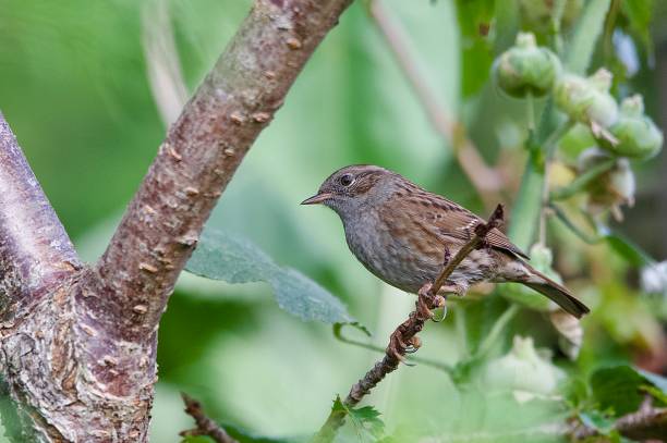 istock Garden Dunnock bird perched on a branch 2169943195