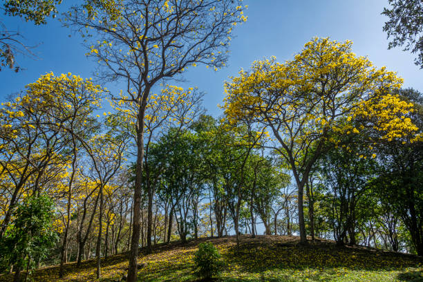 Tabebuia chrysantha yellow flowers in sky background