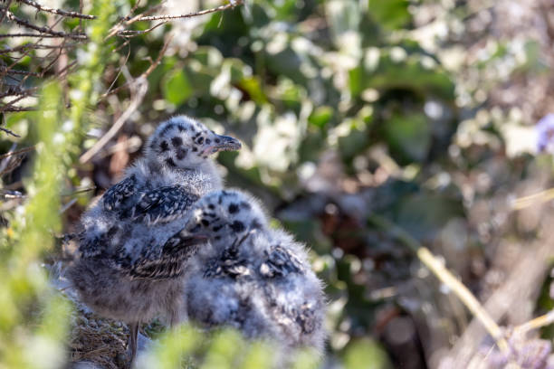 istock Newborn seagulls along the coast in La Jolla 2169947172