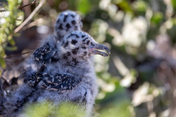 Newborn seagulls along the coast in La Jolla