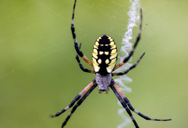 istock Female Garden Spider 2169947224