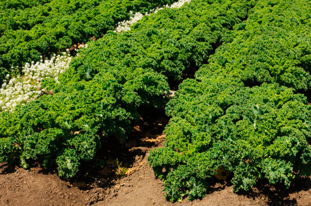 Field of organic curly kale growing in the fertile soil of Central California.Taken in Watsonville, California, USA