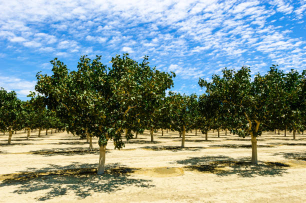 Deep focus image of ripening pistachio (Pistacia vera) nuts growing in clusters on a central California orchard below a cloud filled sky.