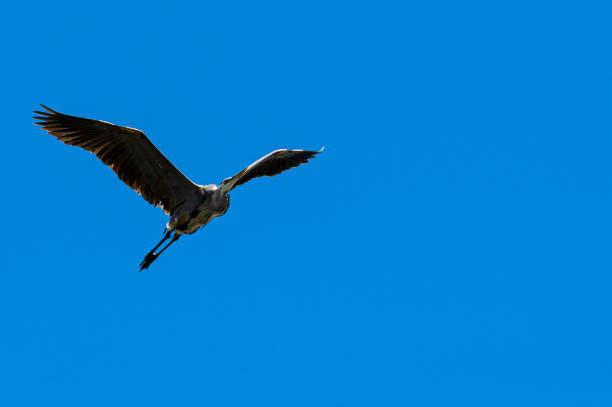 Great Blue heron flying above it's treetop nesting area. near the Elkhorn Slough.Taken at Elkhorn Slough, California, USA