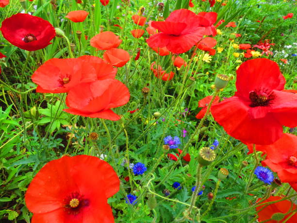 Big red poppy with green leaves .