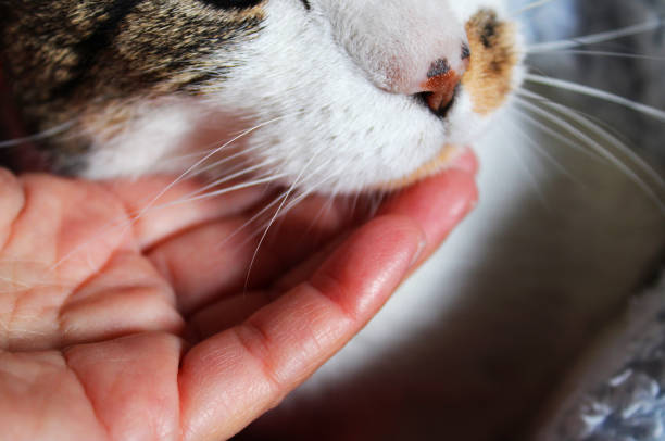 istock Caress, love for your cat 2169949204