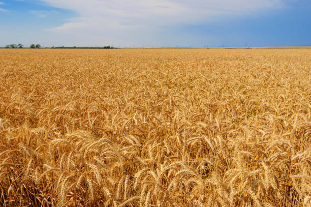 istock Wide Field View of Wheat Ready for Harvest 2169949485