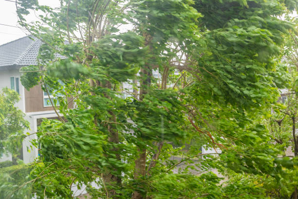 istock storm with heavy rain and strong winds 2169950750