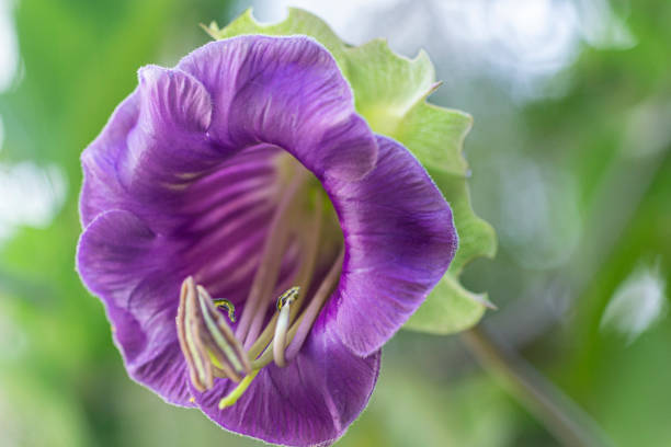 Cobaea scandens, called bishop's shoe, Cobea, Cobo, funeral, purple ivy, native to Mexico.It is of evergreen leaves and cold climates. Alternate leaves formed of 4-6 oval leaflets ending in a branched tendril. Its flowers with fluted calyx and usually violet, with bell-shaped corolla, at first greenish and later violet or whitish.Sow the seed of annual climbers, which have the capacity to germinate, grow stupendously, flower generously and set seed within a few short months.Will fill the air with a very pleasant honey scent throughout the growing season.
