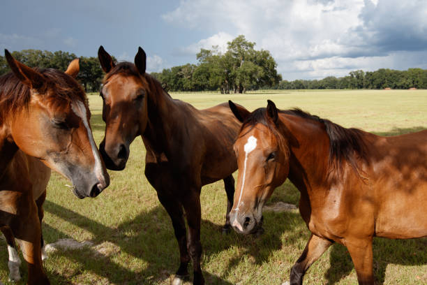 Beautifull tree brown horses in group