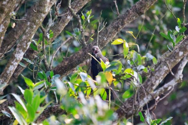 istock A Curious Bird Perched on a Tree Branch, Surrounded by Lush Foliage 2169957201