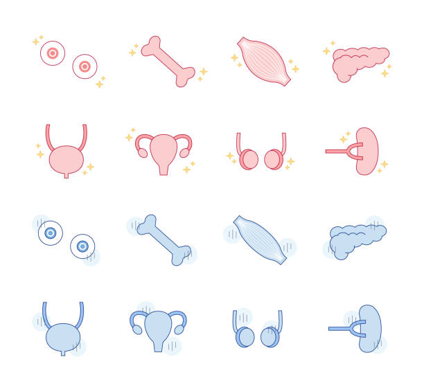 Healthy internal organs, unhealthy organs, illustration, line drawing, simple design, health, eyeballs, bones, muscles, pancreas, reproductive organs An illustration set of healthy internal organs and unhealthy organs. male reproductive system cross section stock illustrations