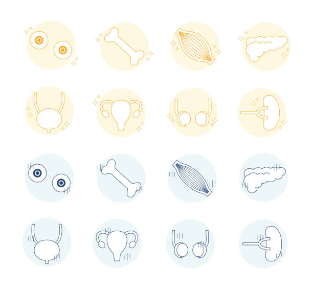 Healthy internal organs, unhealthy organs, illustration, line drawing, simple design, health, eyeballs, bones, muscles, pancreas, reproductive organs An illustration set of healthy internal organs and unhealthy organs. male reproductive system cross section stock illustrations