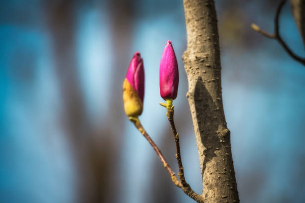 In spring, the park is full of various flowers