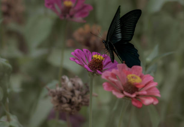 The Blue Papilio (scientific name: Papilio protenor), also known as the Tailless Blue Papilio or the Black Feathered Papilio, is a species of the genus Papilio in the family Papilidae.