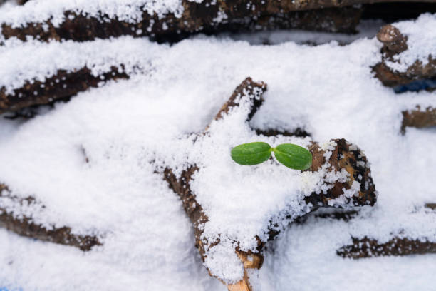 Fresh plant sprouts, environmental problem image