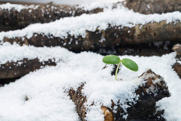 istock Feeling spring in the snow-covered forest, buds sprout 2169962803