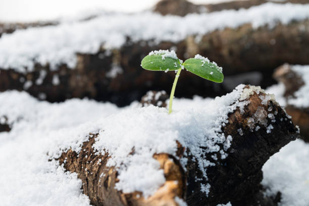 istock Feeling spring in the snow-covered forest, buds sprout 2169962805