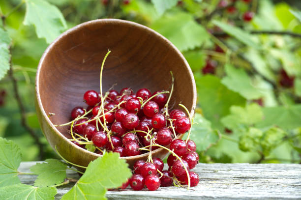 A close-up of fresh red currants spilling out from a wooden bowl onto a rustic table, with a green natural background.