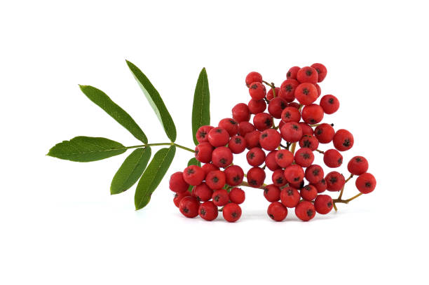 istock Vibrant red rowan berries isolated on white background with green leaves 2169963728
