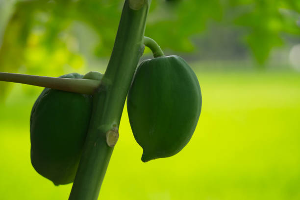 Two unripe green papayas growing on a papaya tree branch.