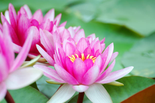 Water lilies blooming in the water