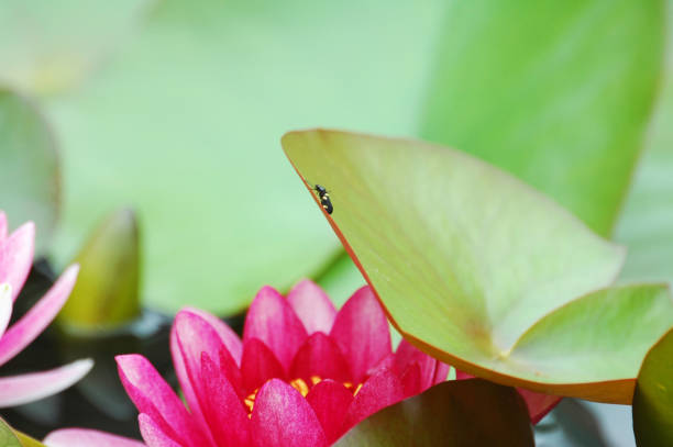 Water lilies blooming in the water