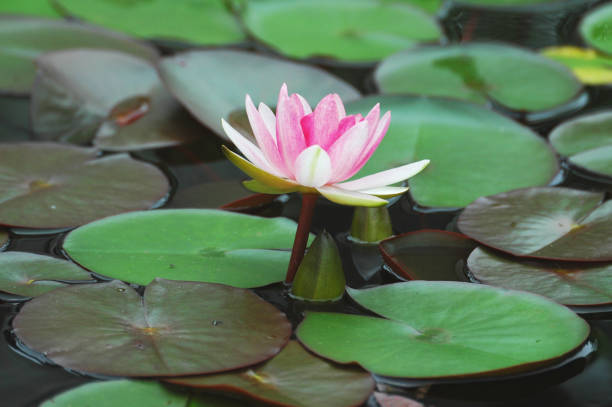 Water lilies blooming in the water