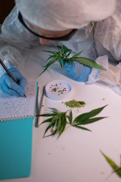 A scientist is analyzing a cannabis plant in a wellequipped laboratory for research