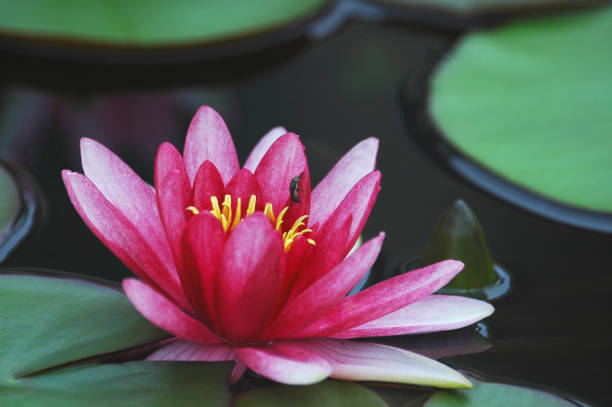 Water lilies blooming in the water