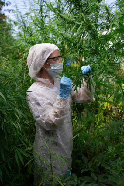 istock Scientist Carefully Examining and Analyzing Cannabis Plants in Controlled Laboratory Environment 2169964737
