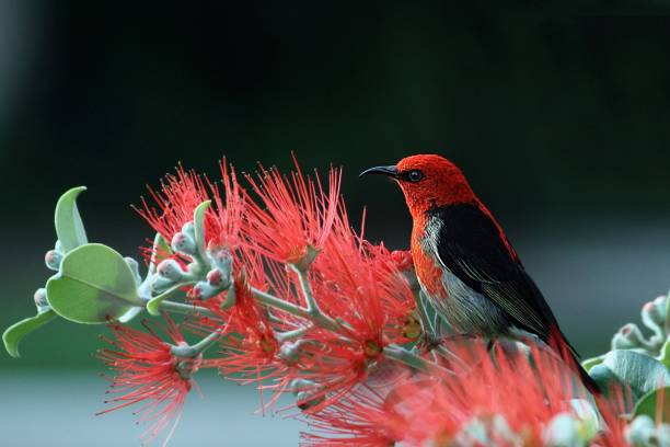 istock 