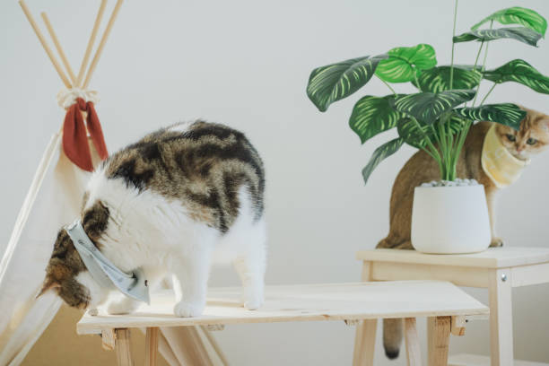 istock happy with cat concept with british and scottish cat play on camping table together with camp and tropical tree and white background 2169967909