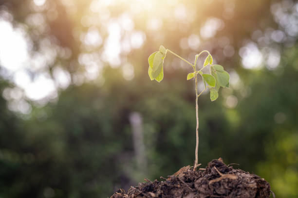 A small plant is growing in the dirt. The plant is green and has a stem. The image has a peaceful and calming mood