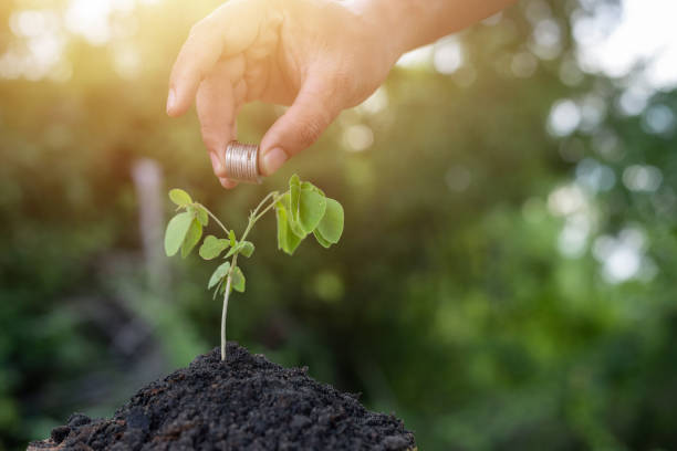 istock A hand is planting a small tree in the dirt 2169968013