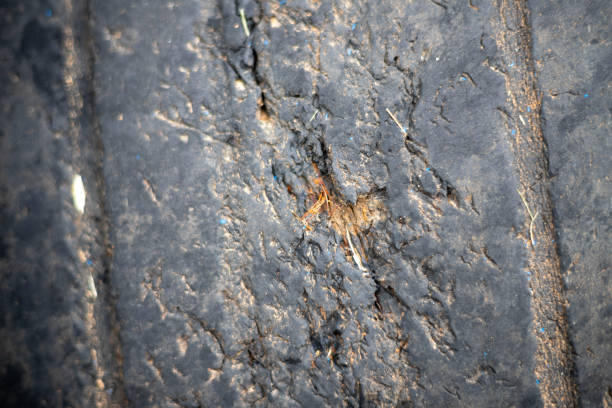 A tire with a black and brown surface. The tire is old and worn out. The surface is rough and has a lot of dirt and grime