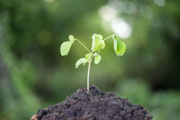 istock A small plant is growing in the dirt. 2169968021