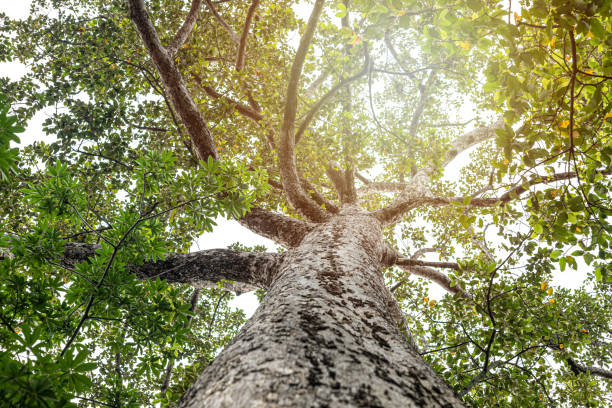 istock A tree is shown from the top, with its trunk and branches visible 2169968062