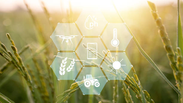 istock rice field of green grass with a hexagonal pattern 2169968067