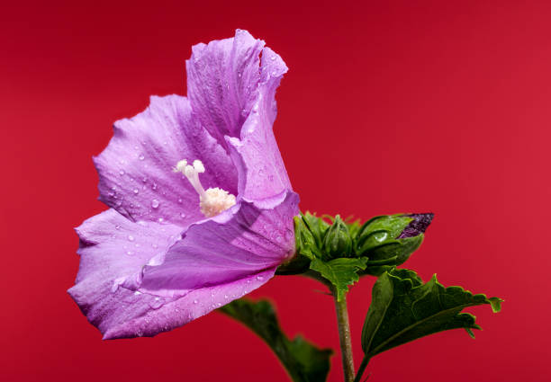 Beautiful Blooming pink Hibiscus syriacus on a red background. Flower head close-up.