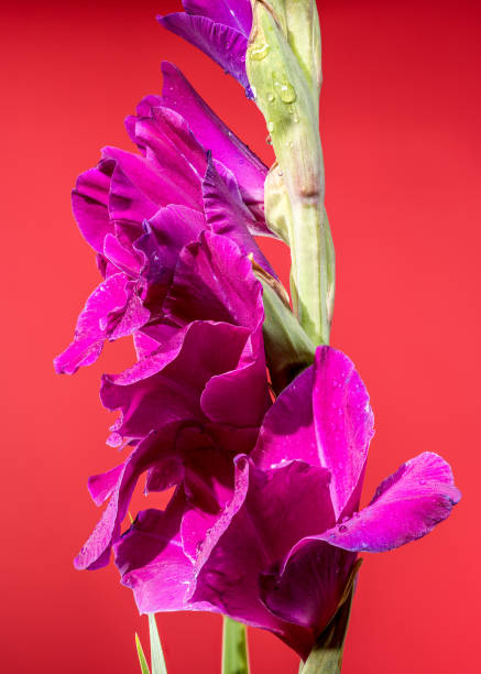 Close up of white sword lily flower.